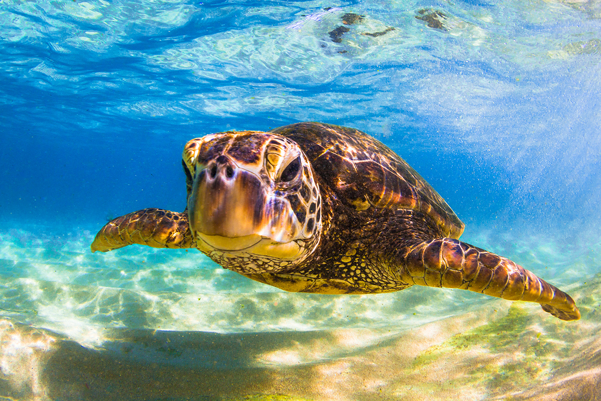 Green sea turtle resting on a sandy Hawaiian beach — a protected species you cannot touch under federal law