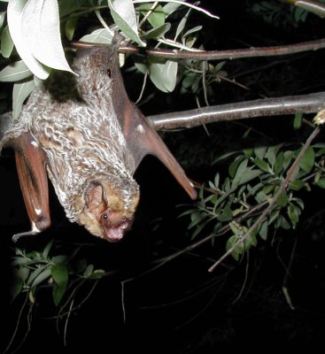 Hawaiian Hoary Bat