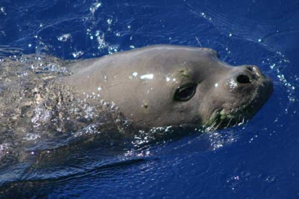 Niihau and Napali Marine Life Tours Tile Image