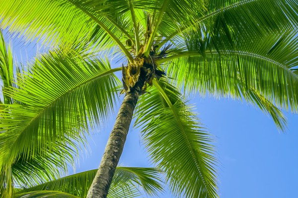 Kauai Events November Tile Image