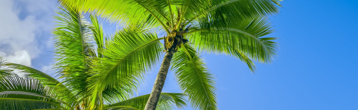 Kauai Events November 2025 Tile Image