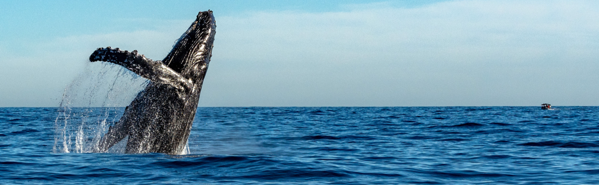 Visiting Hawaii in January: Weather, Crowds, & Prices