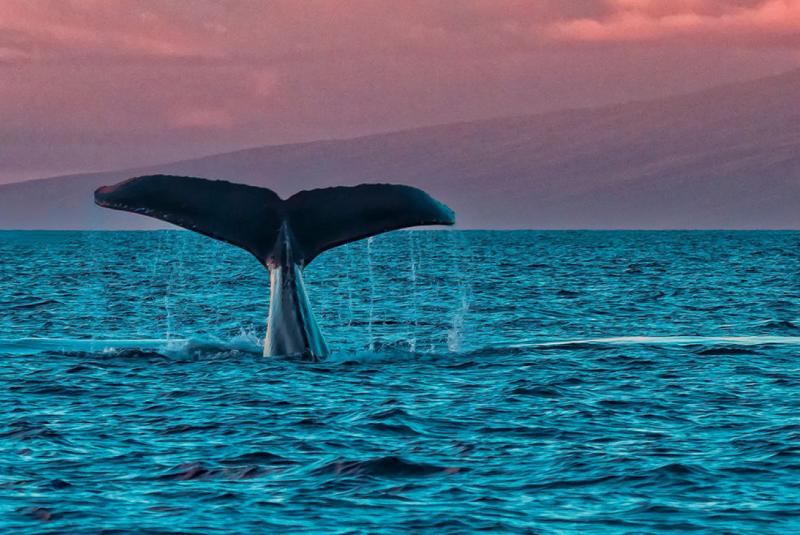 7 Day Maui Itinerary