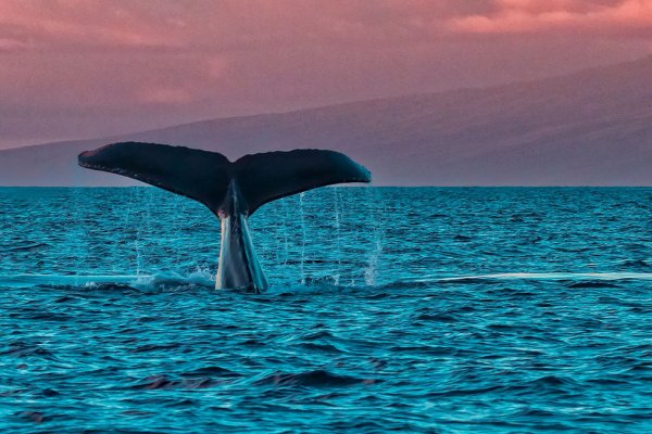 7 Day Maui Itinerary Tile Image