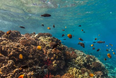 Captain's Call Afternoon Snorkel