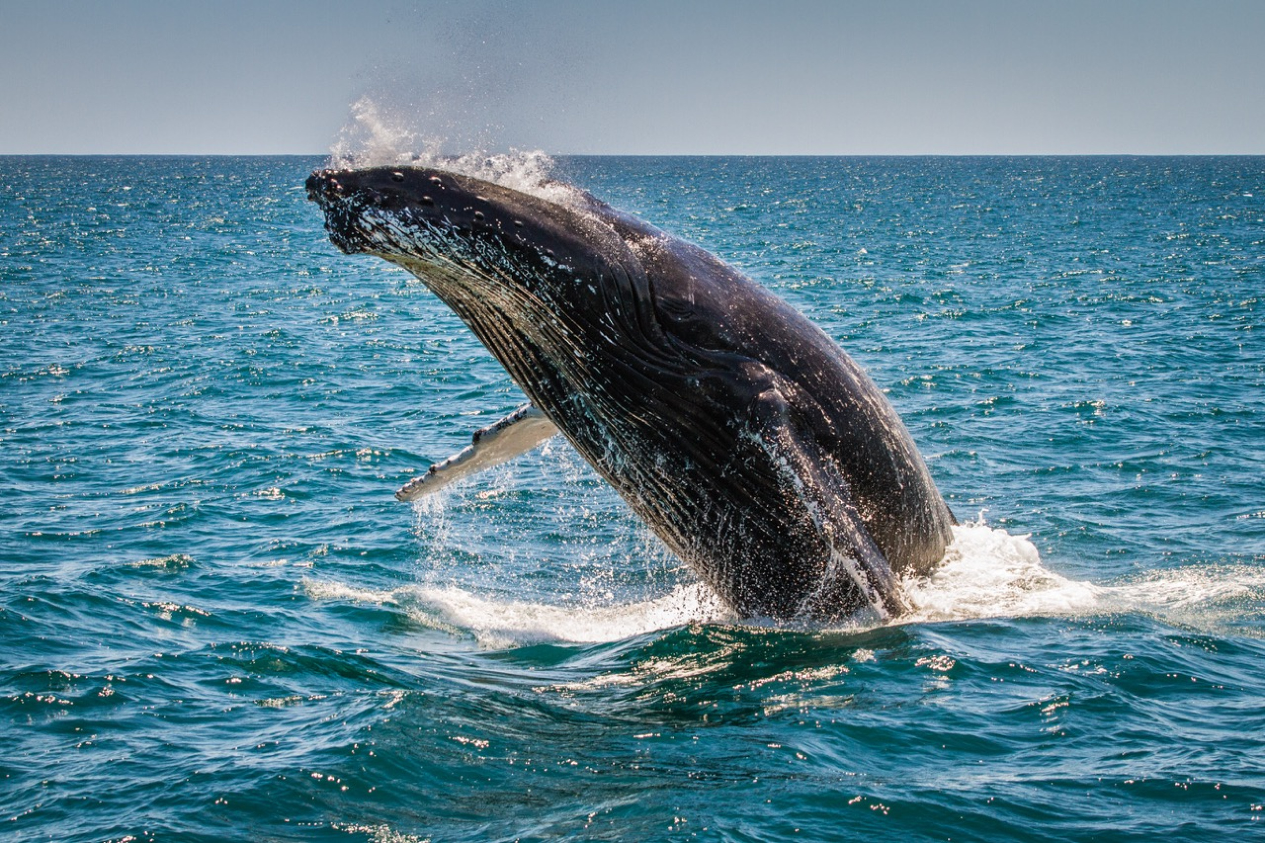 Kona Ocean Adventures - Big Island Tours