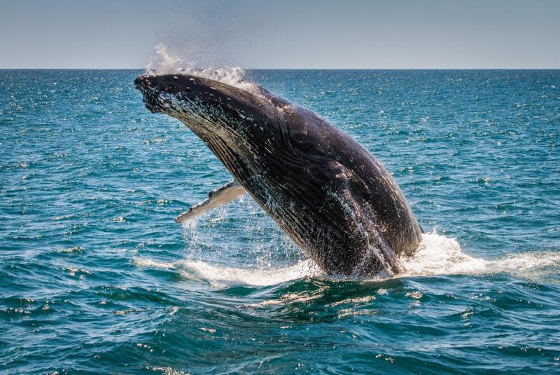 Big Island Whale Watching Tours