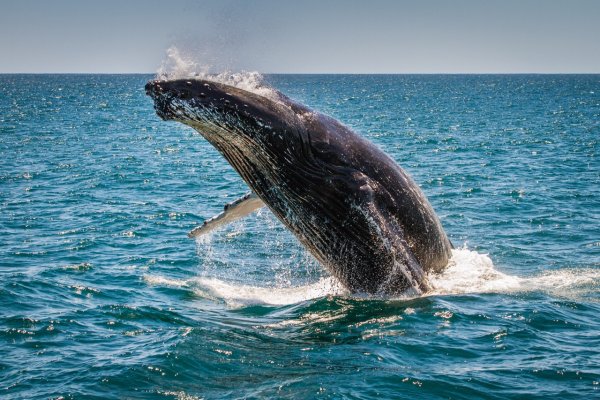 Big Island Whale Watching Tours Tile Image