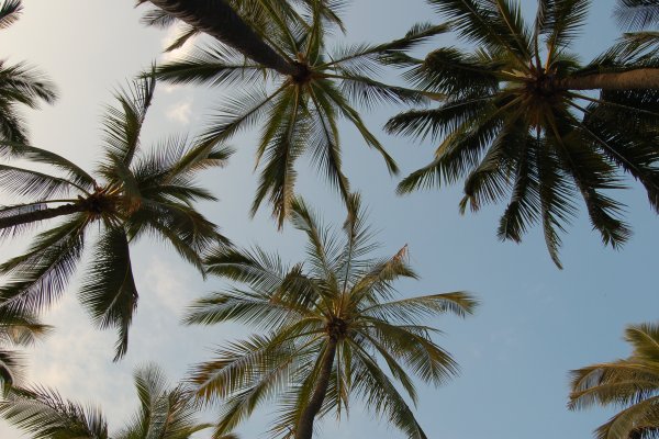 Oahu Things To Do for Free Tile Image