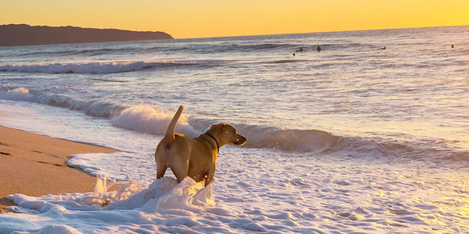 Tips for Traveling to Hawaii With Your Dog | Hawaii Travel Guide