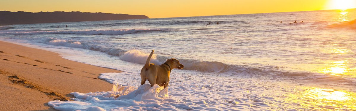Tips for Traveling to Hawaii With Your Dog | Hawaii Travel Guide