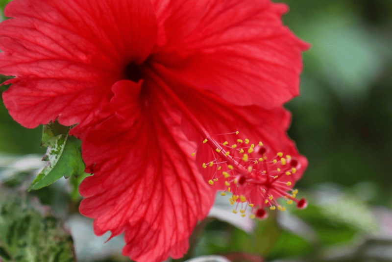 Visiting Hawaii in February