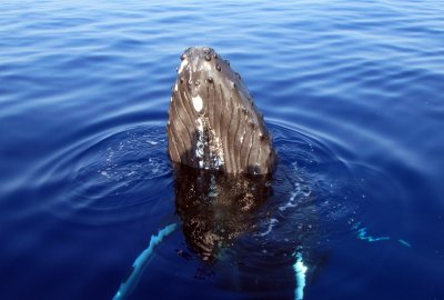 Late-Morning Whale Watch departing Anaeho'omalu Bay