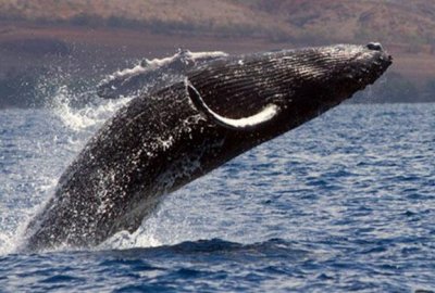 Whale Watch Adventure