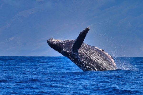 Maui Whale Watching Tours Tile Image