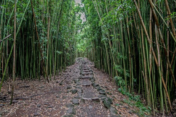 Pipiwai Trail Tile Image