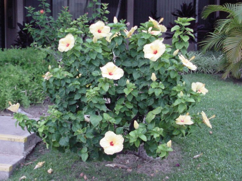 First Hawaii Photo I took in 2002