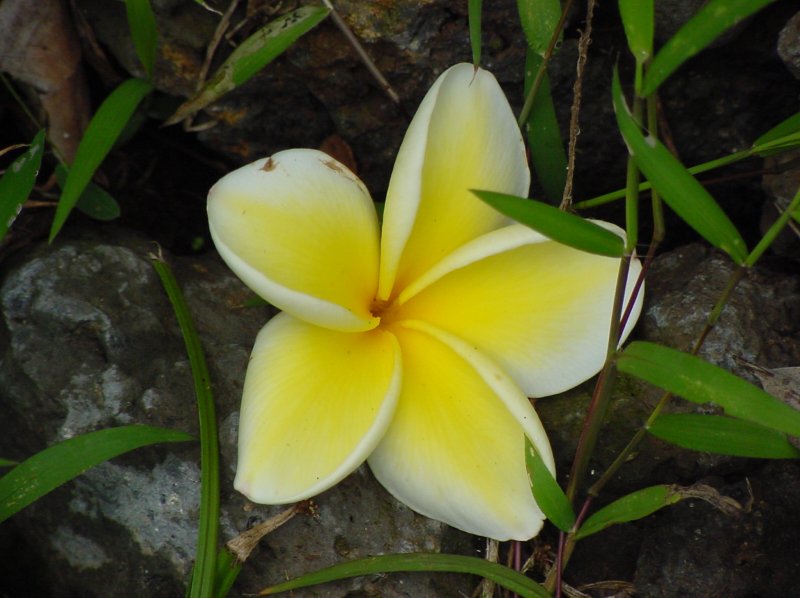 First Plumeria Blossom