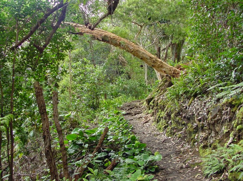 Waikamoi Ridge Trail - Hana Highway