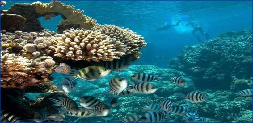 Place to Snorkle in Lanai