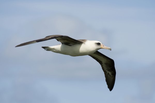 Laysan albatross in Hawaii