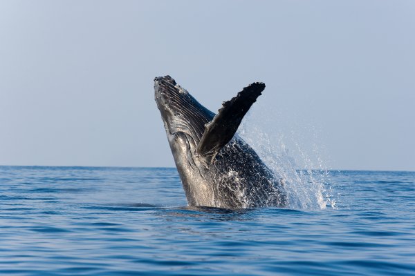 Watching Humpback Whales Tile Image