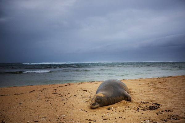 Hawaiian Monk Seal