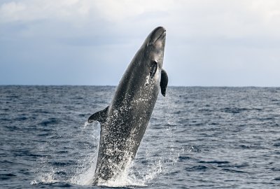 Whale Watching on the Kona Coast
