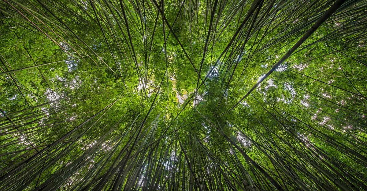 Looking up through the bamboo along the Pipiwai Trail near Hana, Maui