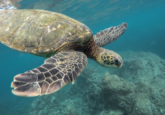 Sea turtle swimming over a reef seen by snorkelers and divers