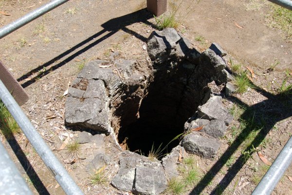 Tree Molds Tile Image