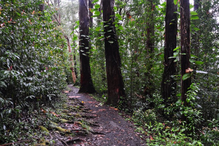 Waikamoi Forest Ridge Trail Image