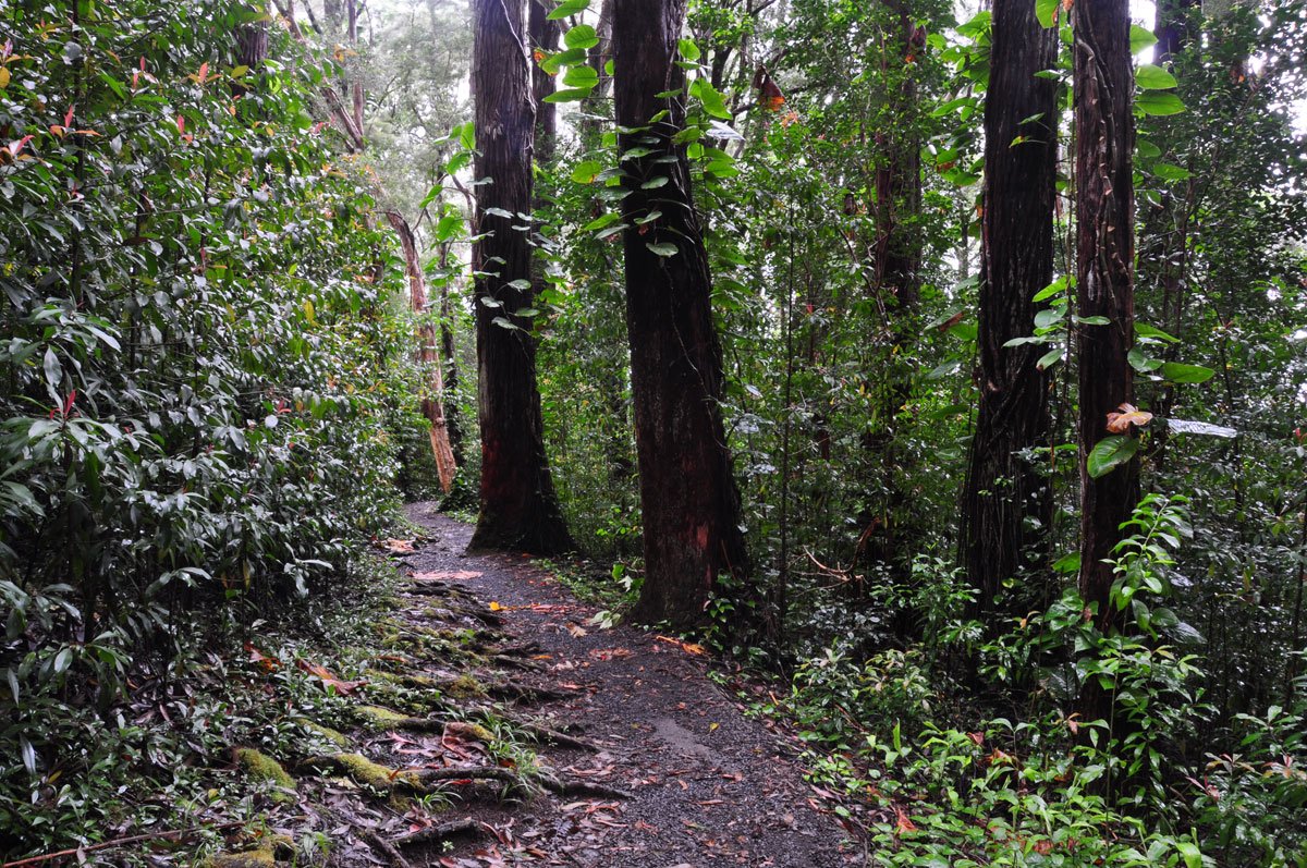 Waikamoi Ridge Trail