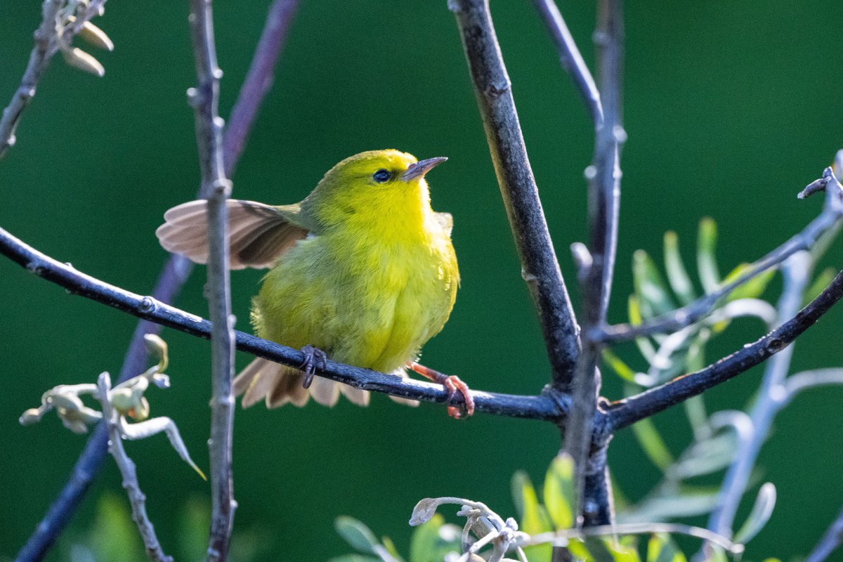 Ahauahio - Maui Creeper