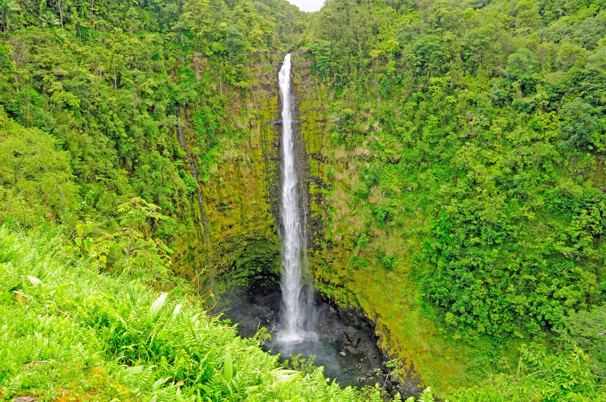 Akaka Falls dropping through dense rainforest on the Big Island's Hamakua coast