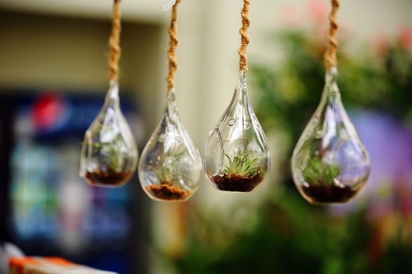 akatsuka orchid gardens