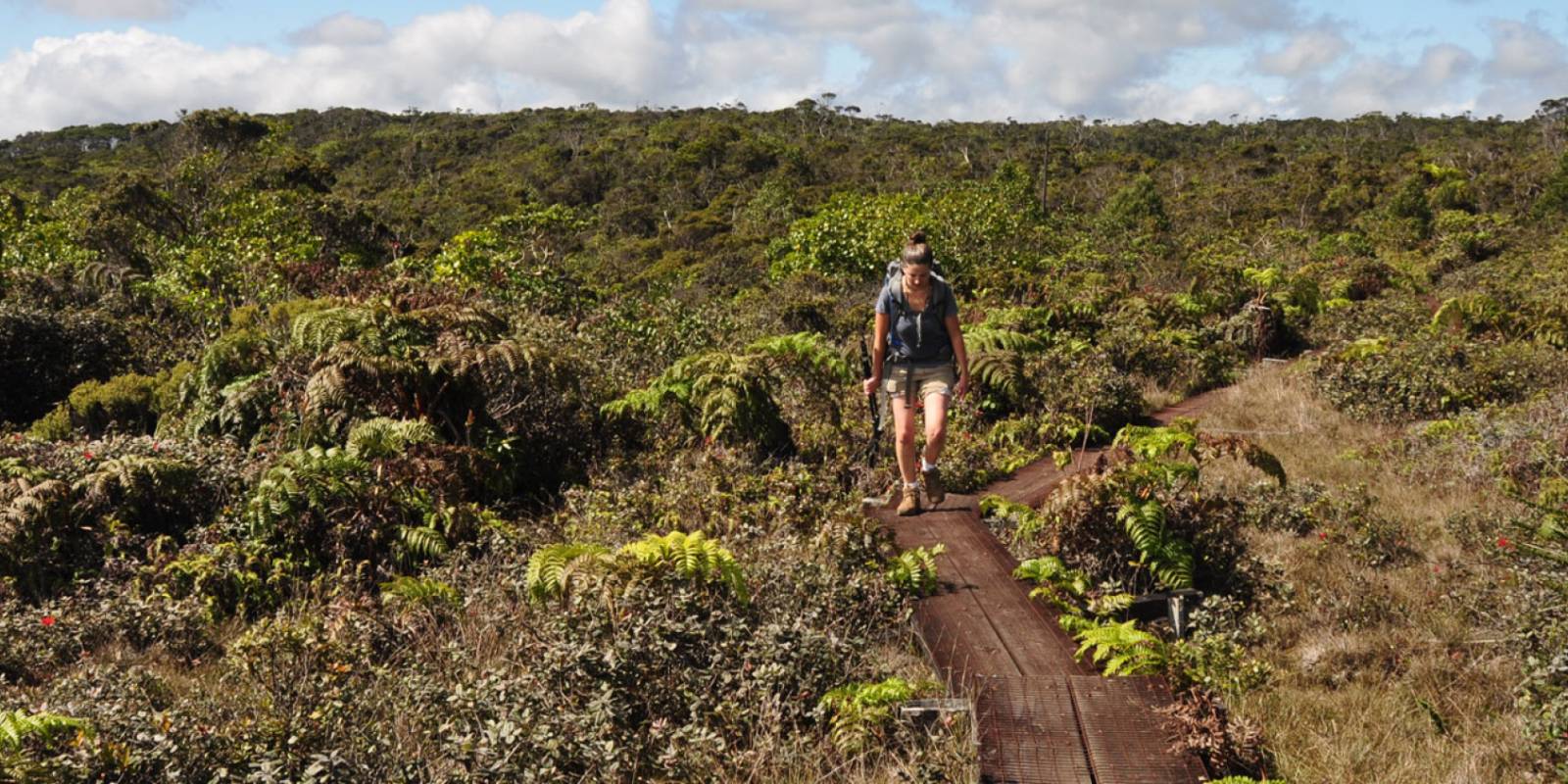 Alakai Swamp Trail Information, Photos & More
