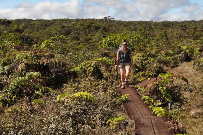Alakai Swamp Trail