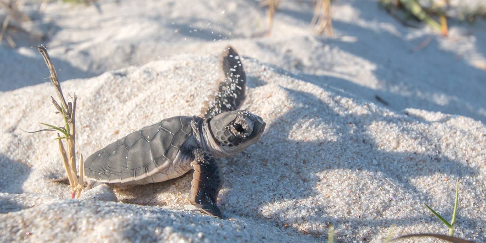 Animals That Have Become Endangered in Hawaii