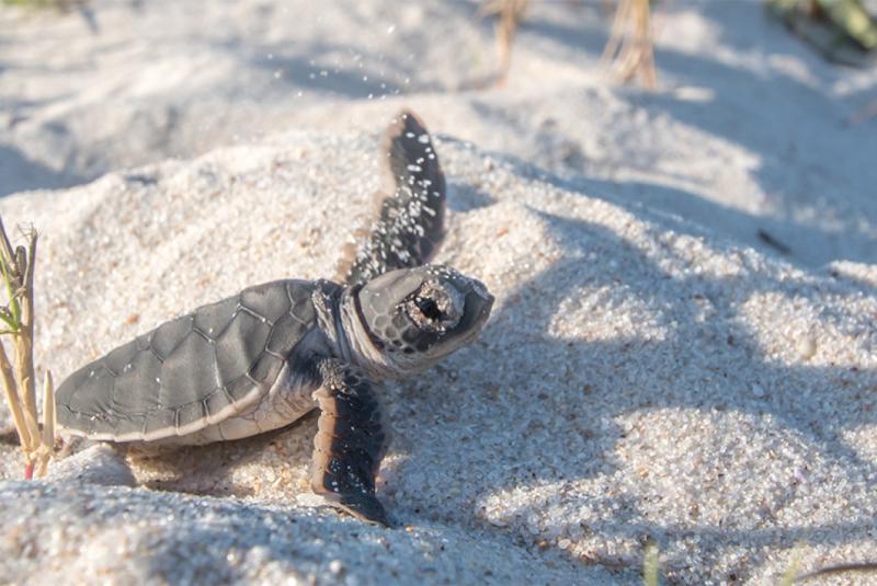 5 Endangered Animals in Hawaii