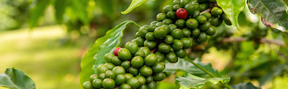 Farm to Table Big Island | Hawaii Travel Guide