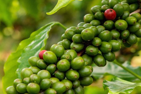 Farm to Table Big Island Tile Image