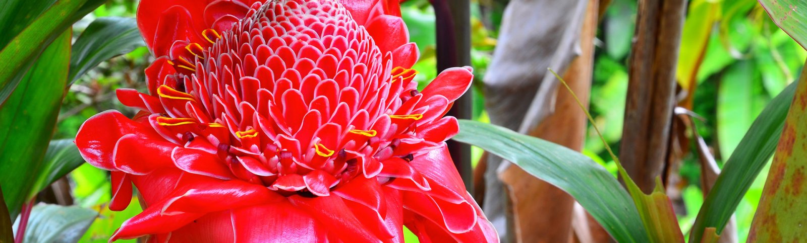 Hawaii Tropical Botanical Garden - Big Island