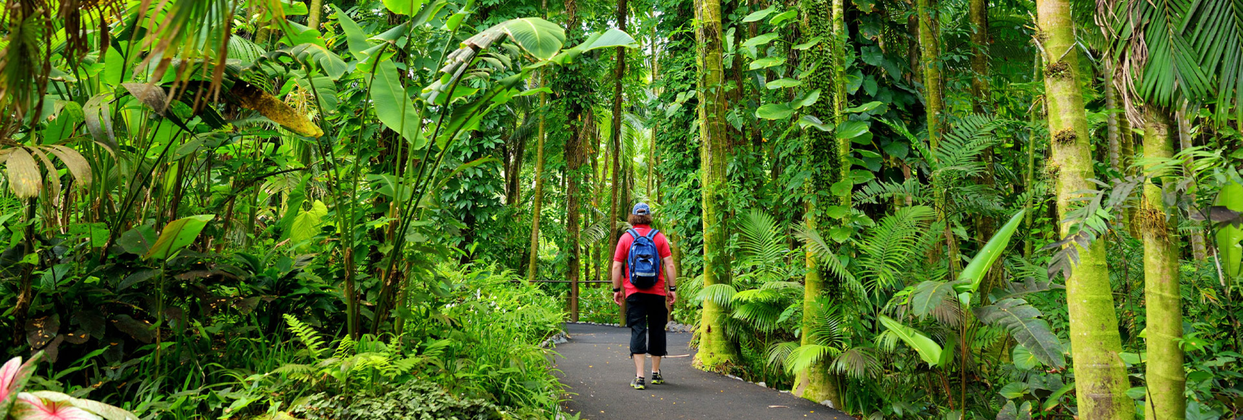 Hikers on a trail through lush green landscape on the Big Island of Hawaii