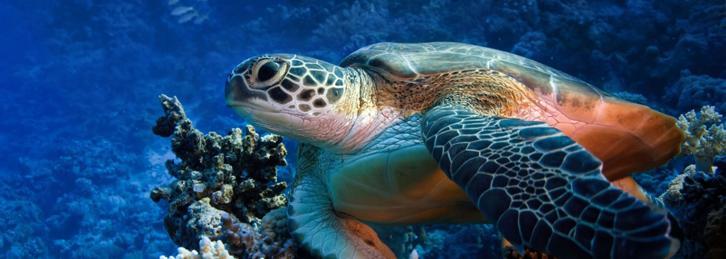 Body Glove Hawaii - Big Island Tours
