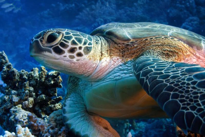 Big Island Marine Life Tours