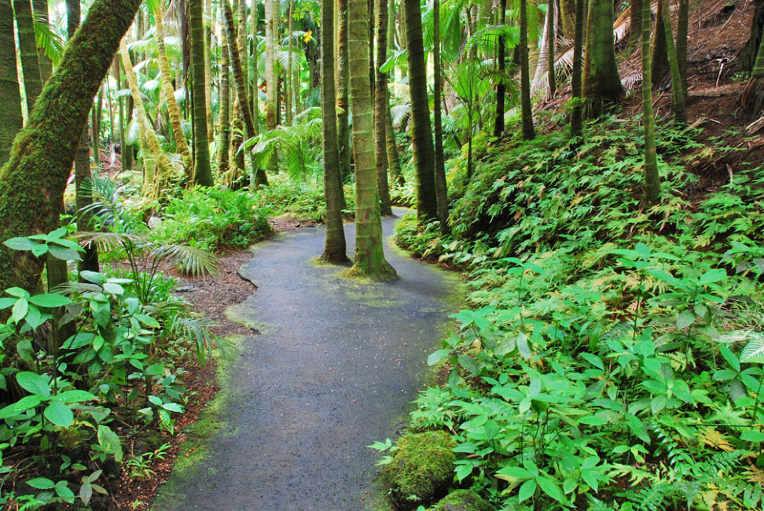 Top Gardens & Arboretums To Visit | Big Island Hawaii