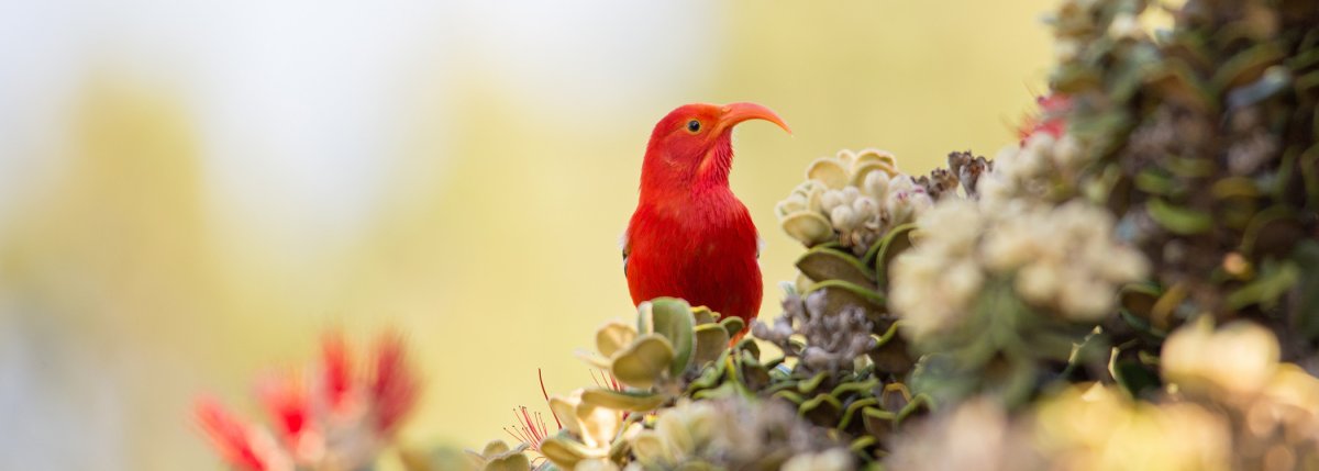 Kipuka Puaulu (Bird Park)