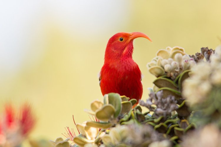 Kipuka Puaulu Bird Park Image