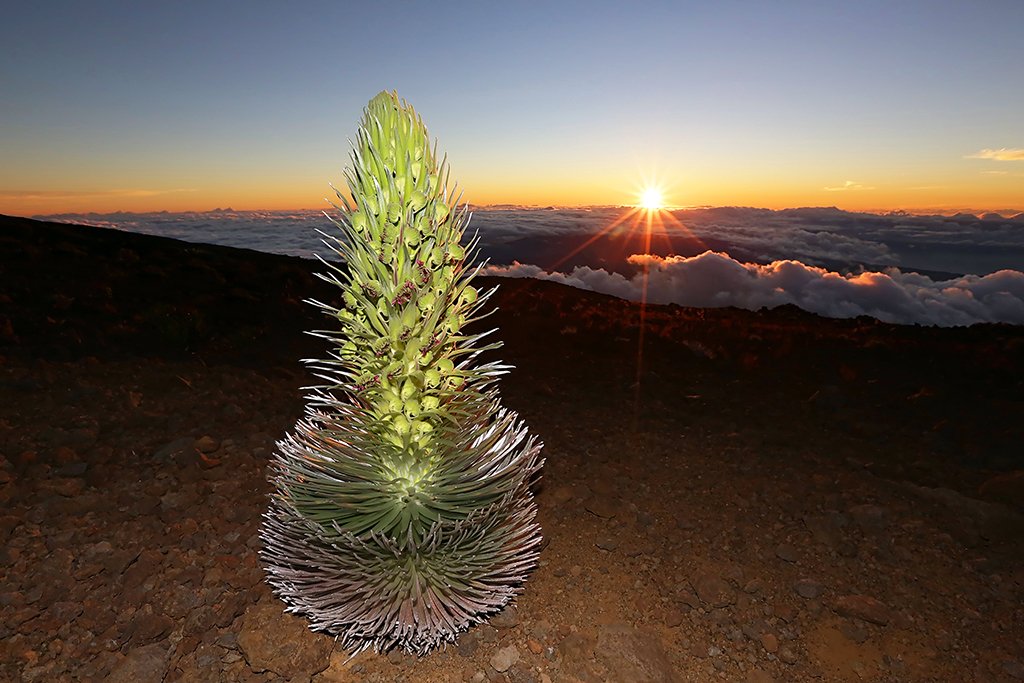 Spotting a blooming silverword on Haleakala is truly breathtaking. 